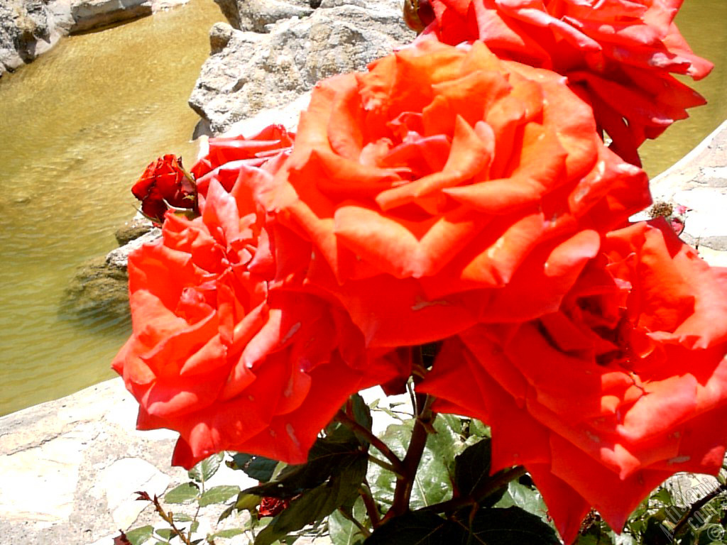 Red rose photo.
