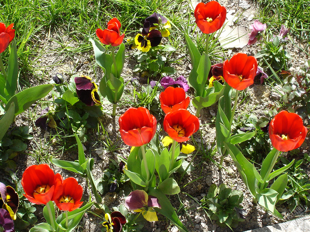 Red Turkish-Ottoman Tulip photo.
