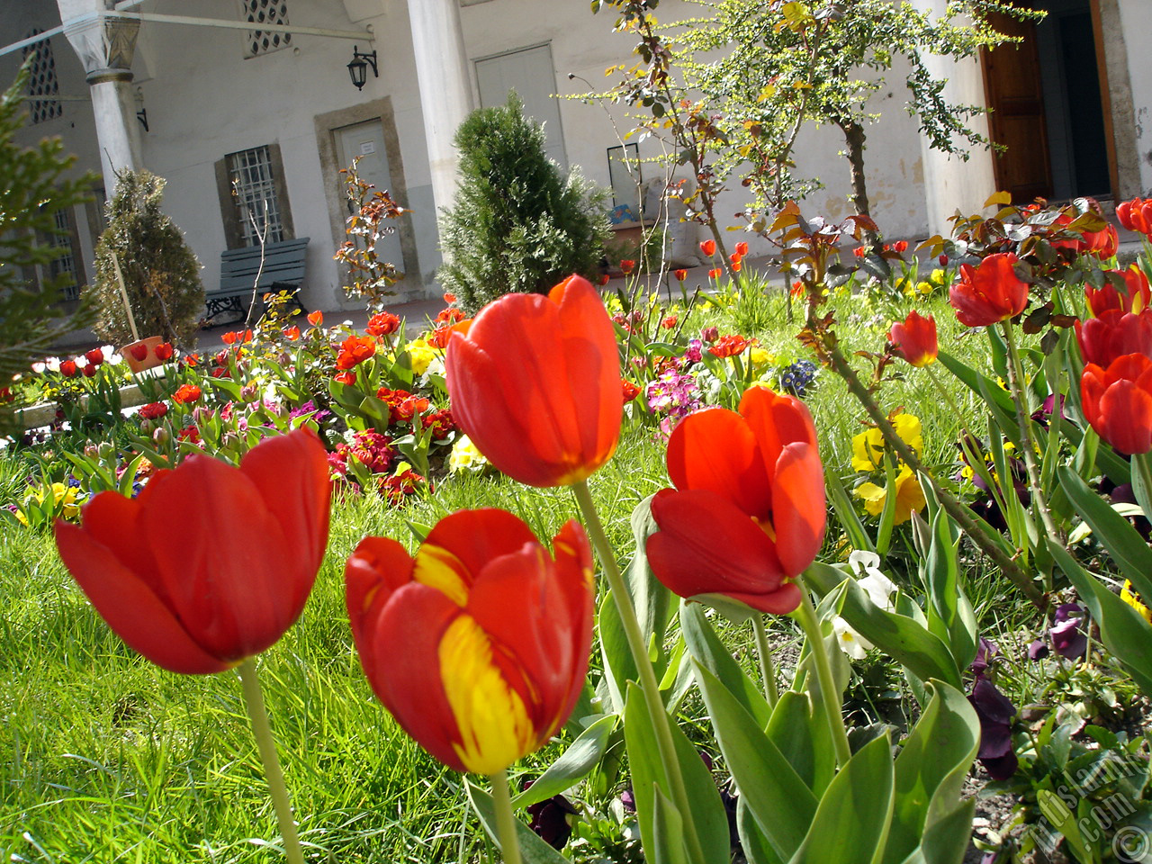 Red-yellow color Turkish-Ottoman Tulip photo.
